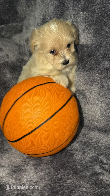 Troy – Maltese, Poodle - Toy  puppy for sale in Anoka, MN