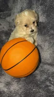 Troy, a male Maltese and Poodle - Toy  for sale in Anoka, MN – 1 of 8