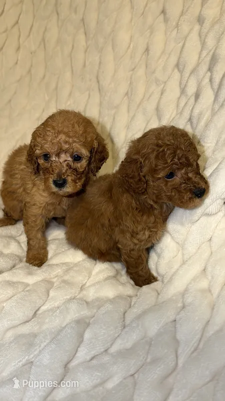 Royal – Poodle - Toy  puppy for sale in Minneapolis, MN