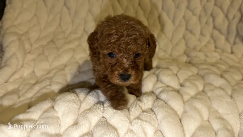 Royal – Poodle - Toy  puppy for sale in Minneapolis, MN
