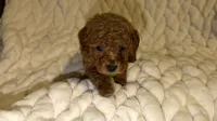 Royal, a male Poodle - Toy  for sale in Minneapolis, MN – 1 of 3