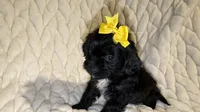 Roxy, a female Shih Tzu and Poodle - Toy  for sale in Minneapolis, MN – 3 of 5