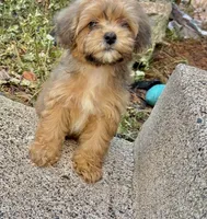 Mitzi, a female Shih Tzu and Poodle - Toy  for sale in Anoka, MN – 2 of 6