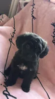 Tori , a female Shih Tzu and Poodle - Toy  for sale in Minneapolis, MN – 3 of 3