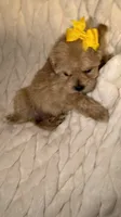 Ruby, a female Shih Tzu and Poodle - Toy  for sale in Minneapolis, MN – 4 of 4
