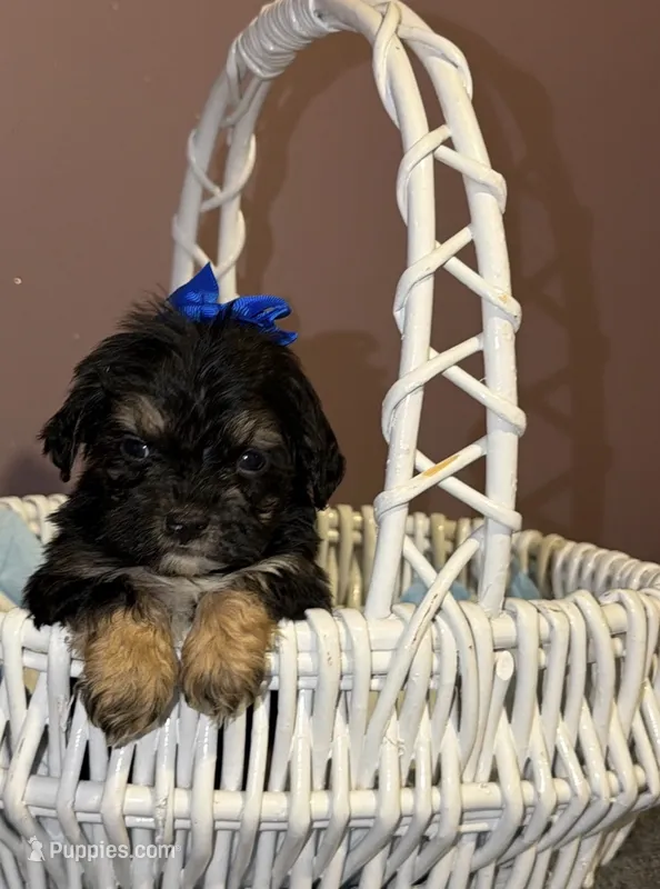 Louie  – Shihpoo puppy for sale in Anoka, MN