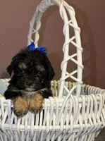 Louie , a male Shihpoo for sale in Anoka, MN – 1 of 3