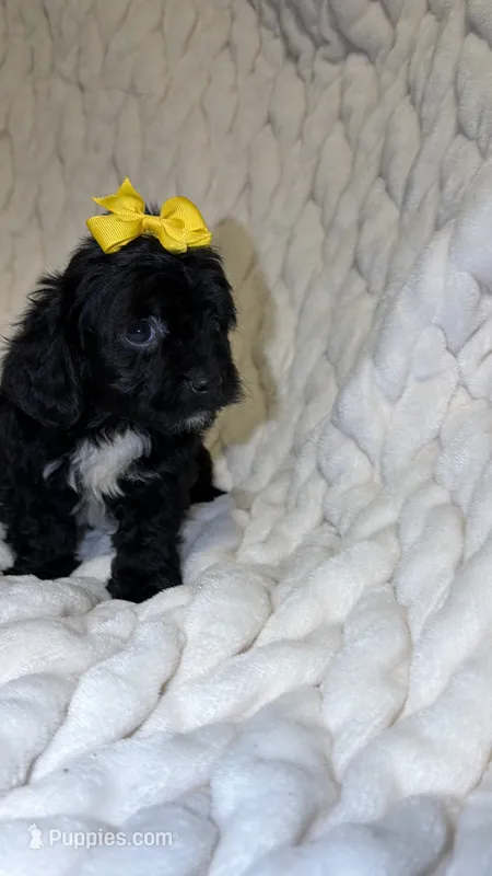 Sequoia  – Shih Tzu, Poodle - Toy  puppy for sale in Minneapolis, MN
