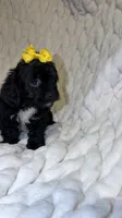 Sequoia , a female Shih Tzu and Poodle - Toy  for sale in Minneapolis, MN – 1 of 4