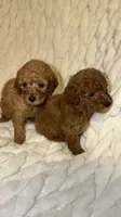 Raymond , a male Poodle - Toy  for sale in Minneapolis, MN – 3 of 4