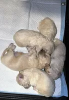 Troy, a male Maltese and Poodle - Toy  for sale in Anoka, MN – 6 of 8