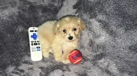 Troy, a male Maltese and Poodle - Toy  for sale in Anoka, MN – 2 of 8