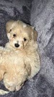 Troy, a male Maltese and Poodle - Toy  for sale in Anoka, MN – 5 of 8