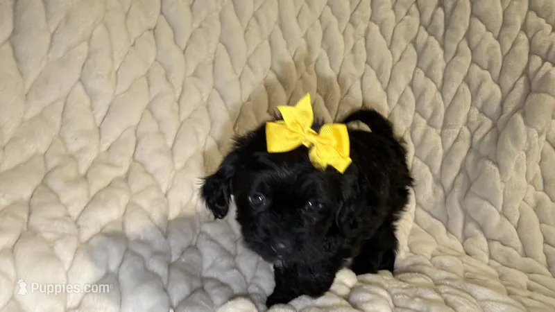 Roxy – Shih Tzu, Poodle - Toy  puppy for sale in Minneapolis, MN