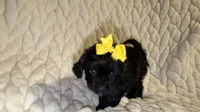 Roxy, a female Shih Tzu and Poodle - Toy  for sale in Minneapolis, MN – 1 of 5