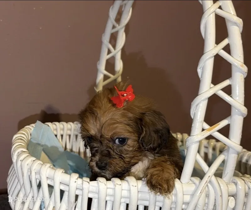 Mitzi – Shih Tzu, Poodle - Toy  puppy for sale in Minneapolis, MN