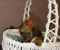 Mitzi, a female Shihpoo for sale in Anoka, MN – 2 of 2