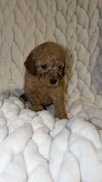 Raymond , a male Poodle - Toy  for sale in Minneapolis, MN – 4 of 4