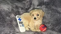 Troy, a male Maltese and Poodle - Toy  for sale in Anoka, MN – 4 of 8