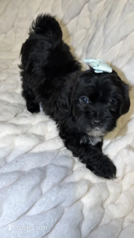 Trixie – Shih Tzu, Poodle - Toy  puppy for sale in Minneapolis, MN