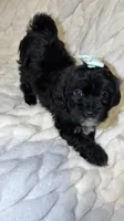 Trixie, a female Shih Tzu and Poodle - Toy  for sale in Minneapolis, MN – 1 of 4