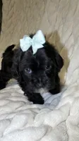 Trixie, a female Shih Tzu and Poodle - Toy  for sale in Minneapolis, MN – 4 of 4