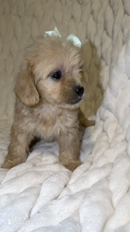 Luna – Shih Tzu, Poodle - Toy  puppy for sale in Minneapolis, MN