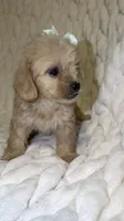 Luna, a female Shih Tzu and Poodle - Toy  for sale in Minneapolis, MN – 1 of 4