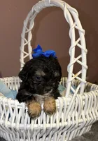 Louie , a male Shihpoo for sale in Anoka, MN – 3 of 3