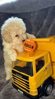 Charlie , a male Maltese and Poodle - Toy  for sale in Anoka, MN – 3 of 6