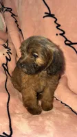 Ellie, a female Shih Tzu and Poodle - Toy  for sale in Minneapolis, MN – 3 of 3