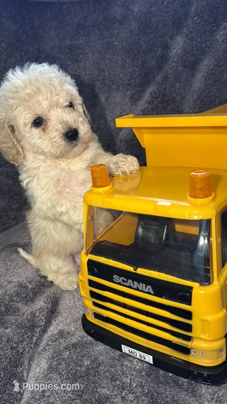 Charlie  – Maltese, Poodle - Toy  puppy for sale in Anoka, MN