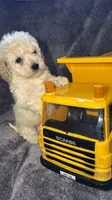 Charlie , a male Maltese and Poodle - Toy  for sale in Anoka, MN – 1 of 6