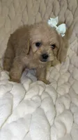 Luna, a female Shih Tzu and Poodle - Toy  for sale in Minneapolis, MN – 4 of 4
