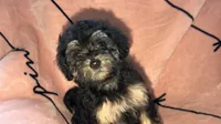 Gigi, a female Shih Tzu and Poodle - Toy  for sale in Minneapolis, MN – 2 of 2