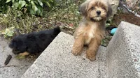 Mitzi, a female Shih Tzu and Poodle - Toy  for sale in Anoka, MN – 5 of 5
