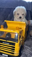 Charlie , a male Maltese and Poodle - Toy  for sale in Anoka, MN – 4 of 6