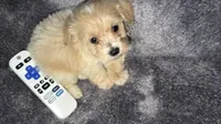 Troy, a male Maltese and Poodle - Toy  for sale in Anoka, MN – 3 of 8