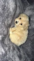 Troy, a male Maltese and Poodle - Toy  for sale in Anoka, MN – 7 of 8