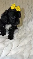 Sequoia , a female Shih Tzu and Poodle - Toy  for sale in Minneapolis, MN – 3 of 4