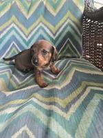 Teddy, a male Miniature Dachshund for sale in Dittmer, MO – 3 of 4