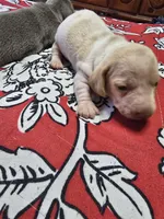 Scout, a male Miniature Dachshund for sale in Dittmer, MO – 10 of 10
