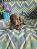 Teddy, a male Miniature Dachshund for sale in Dittmer, MO – 4 of 4