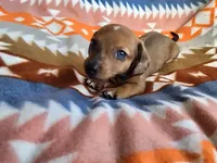 Diamond, a female Miniature Dachshund for sale in Dittmer, MO – 2 of 7
