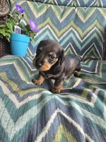 Shadow, a male Miniature Dachshund for sale in Dittmer, MO – 2 of 4