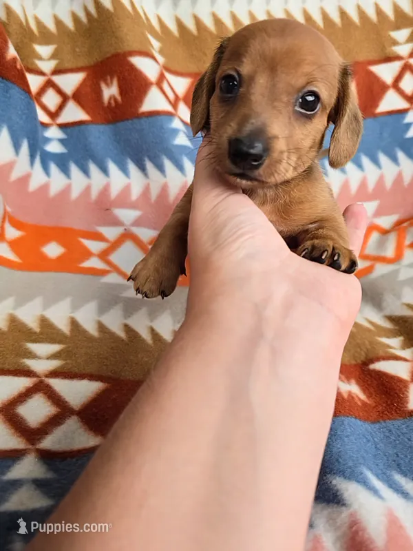 Wrangler – Miniature Dachshund puppy for sale in Dittmer, MO