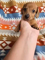 Wrangler, a male Miniature Dachshund for sale in Dittmer, MO – 1 of 3