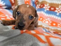 Diamond, a female Miniature Dachshund for sale in Dittmer, MO – 5 of 7