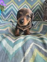 Hot chocolate , a male Miniature Dachshund for sale in Dittmer, MO – 2 of 4