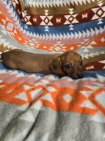 Liberty, a female Miniature Dachshund for sale in Dittmer, MO – 4 of 4